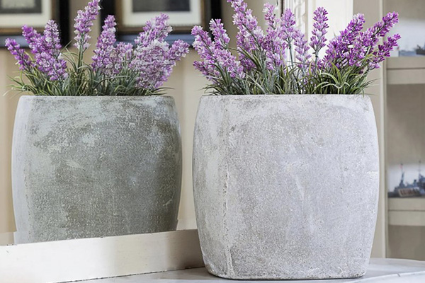Growing lavender at home in a pot