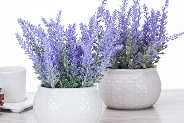 How to grow lavender in a pot at home
