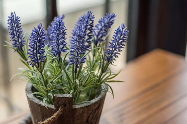Which lavender variety to choose for growing at home on a windowsill