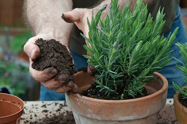 How to plant lavender in a pot