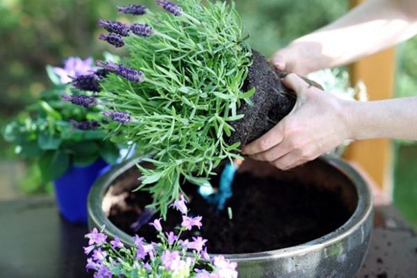 How to plant lavender in a pot