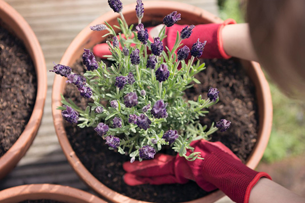 Planting lavender in a pot at home