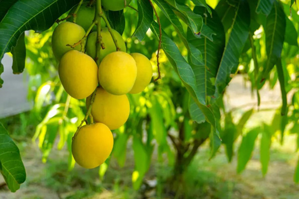 When to expect mango fruits at home