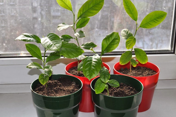 Mango in a pot on the windowsill
