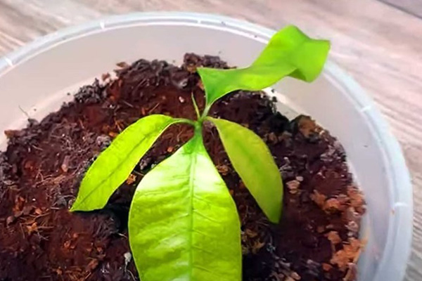 Mango care at home