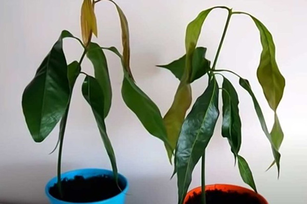 Problems and mistakes when growing mango