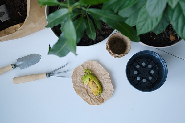 What is needed to grow a mango from a seed at home