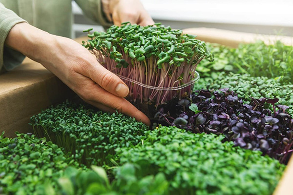 Methods for growing microgreens