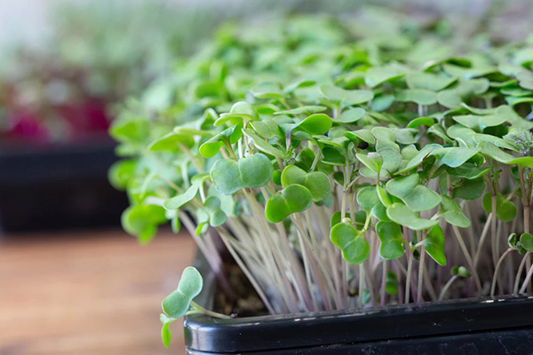 What you need to grow microgreens at home