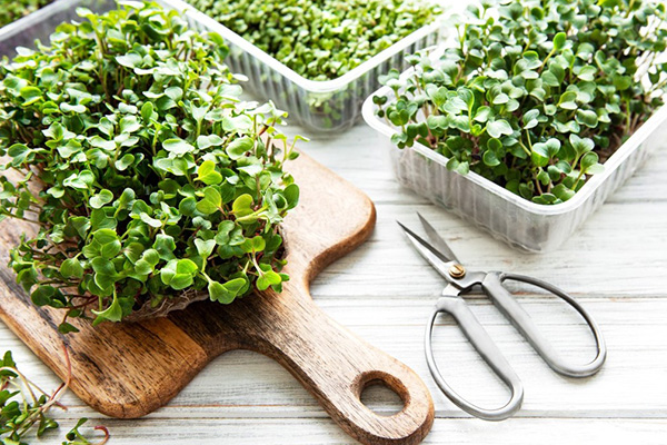 Common mistakes beginners make when growing microgreens