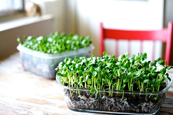 Microgreens in culinary arts
