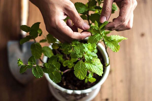 how to care for mint at home