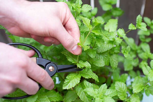 mint pruning and harvesting