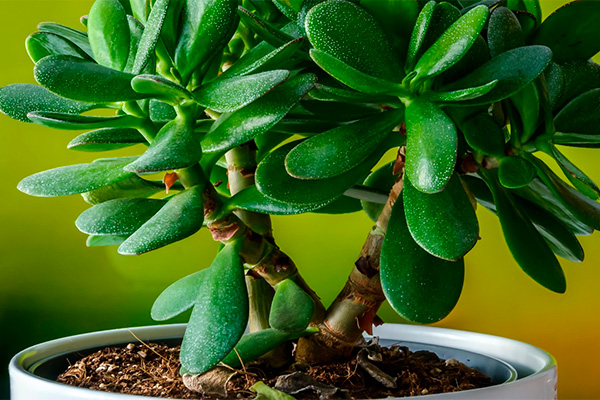How to propagate a money tree at home?