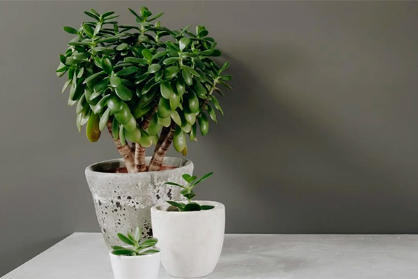 Medicinal properties of the money tree