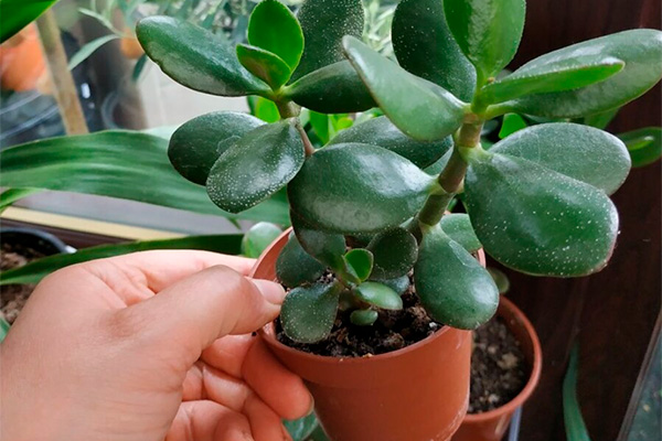 Caring for a money tree at home