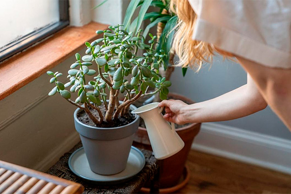 How often should you water the money tree?
