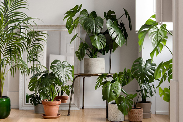 Why is monstera so popular