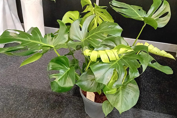 which monstera is suitable for the home