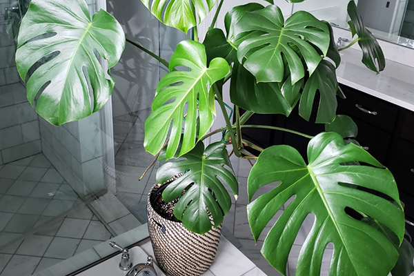 monstera as a decor element