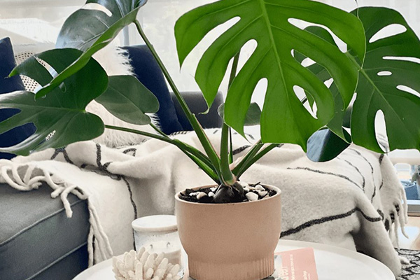 monstera care
