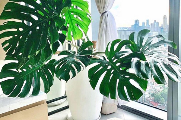 monstera on a windowsill in a pot