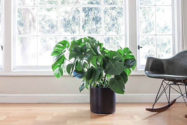monstera in the interior