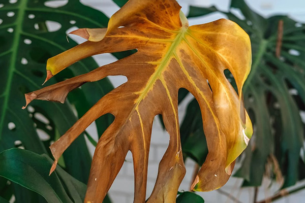 problems and diseases of monstera