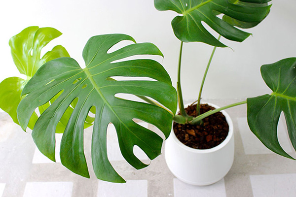 carved monstera leaves