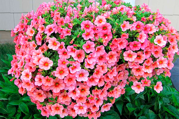 lush bush of blooming petunia