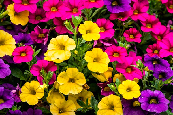 petunia flowering