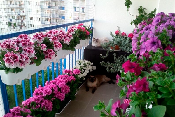 petunia in decorative boxes on the balcony
