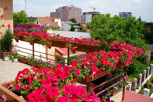 petunia as a decorative decoration for a balcony