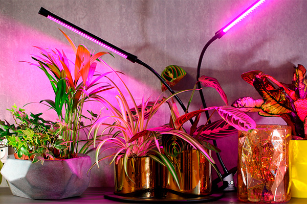 what do phytolamps give to plants