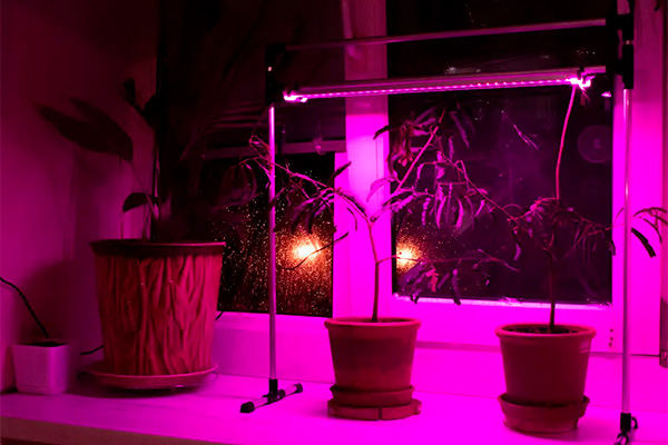 what is the benefit of phytolamps