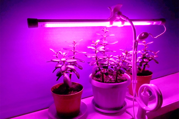 why lamps for seedlings