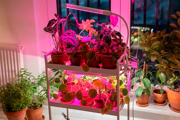 why use purple phytolamps for plants