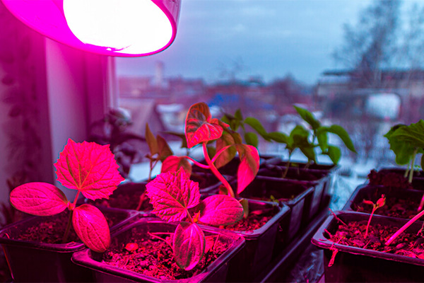 which phytolamp to choose for seedlings