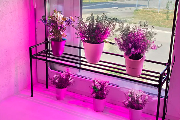 why do indoor plants need a phytolamp