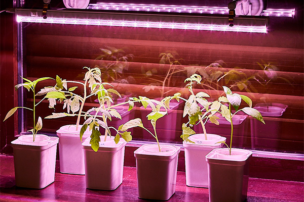 what do lamps for seedlings give