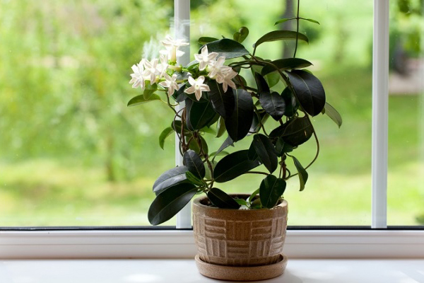 unpretentious indoor plants for the bedroom