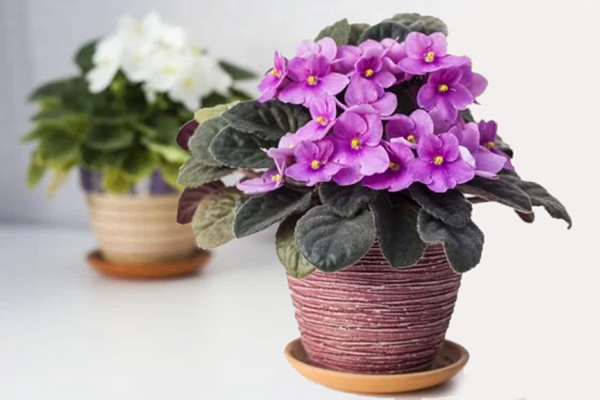 Houseplants suitable for the bedroom