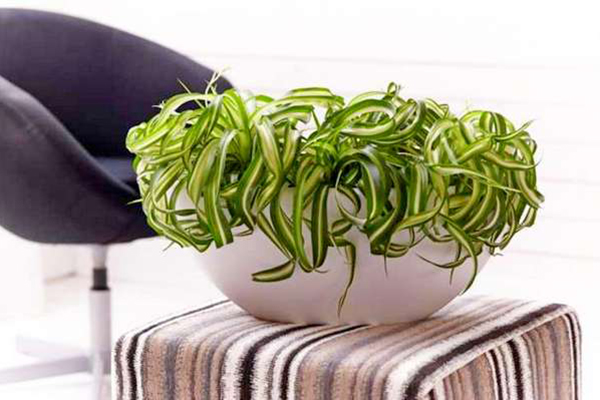 useful indoor plants for the bedroom