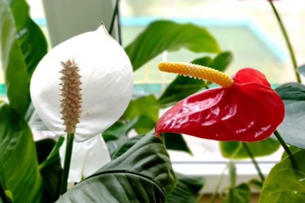 plants for the bedroom