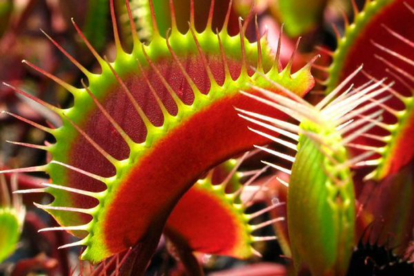 What plants should not be placed in the bedroom
