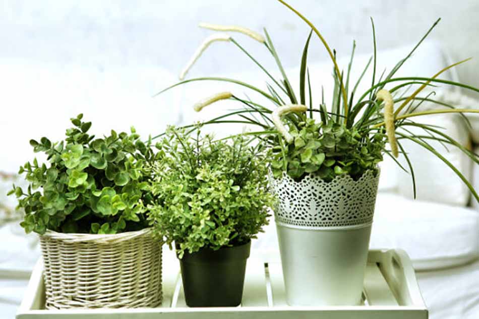 plants for the bedroom that produce oxygen