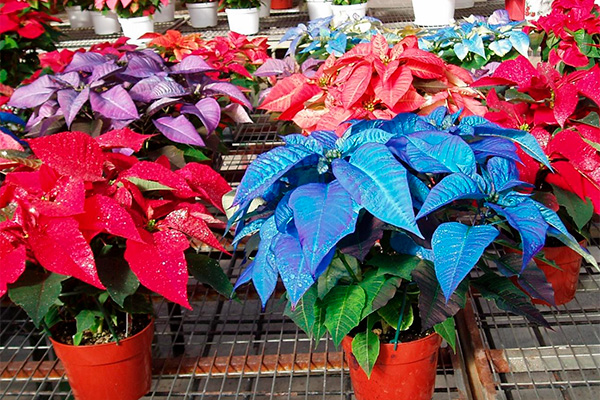 Unusual withorta and colors of poinsettia