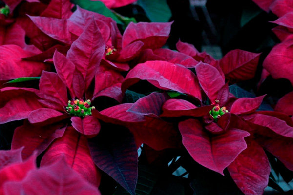 Features of the Christmas Star flower
