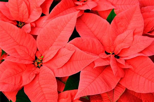 Christmas Star Blooms