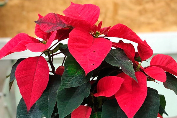 How to care for a Christmas flower